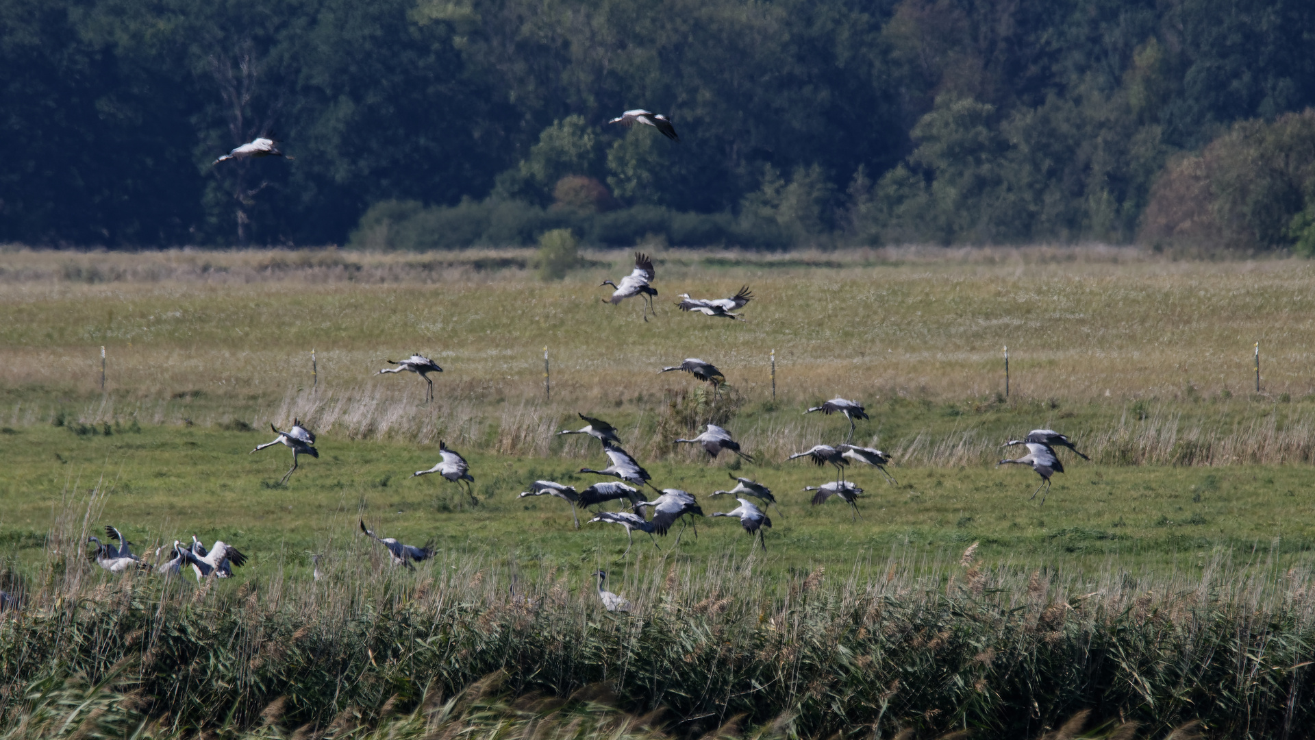 Kraniche im Anflug