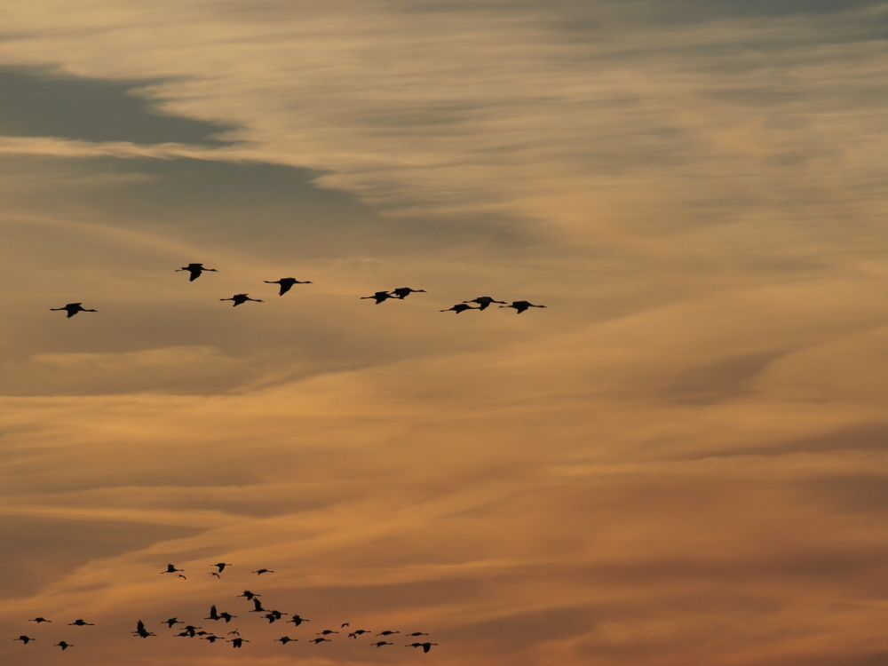 Kraniche im Anflug