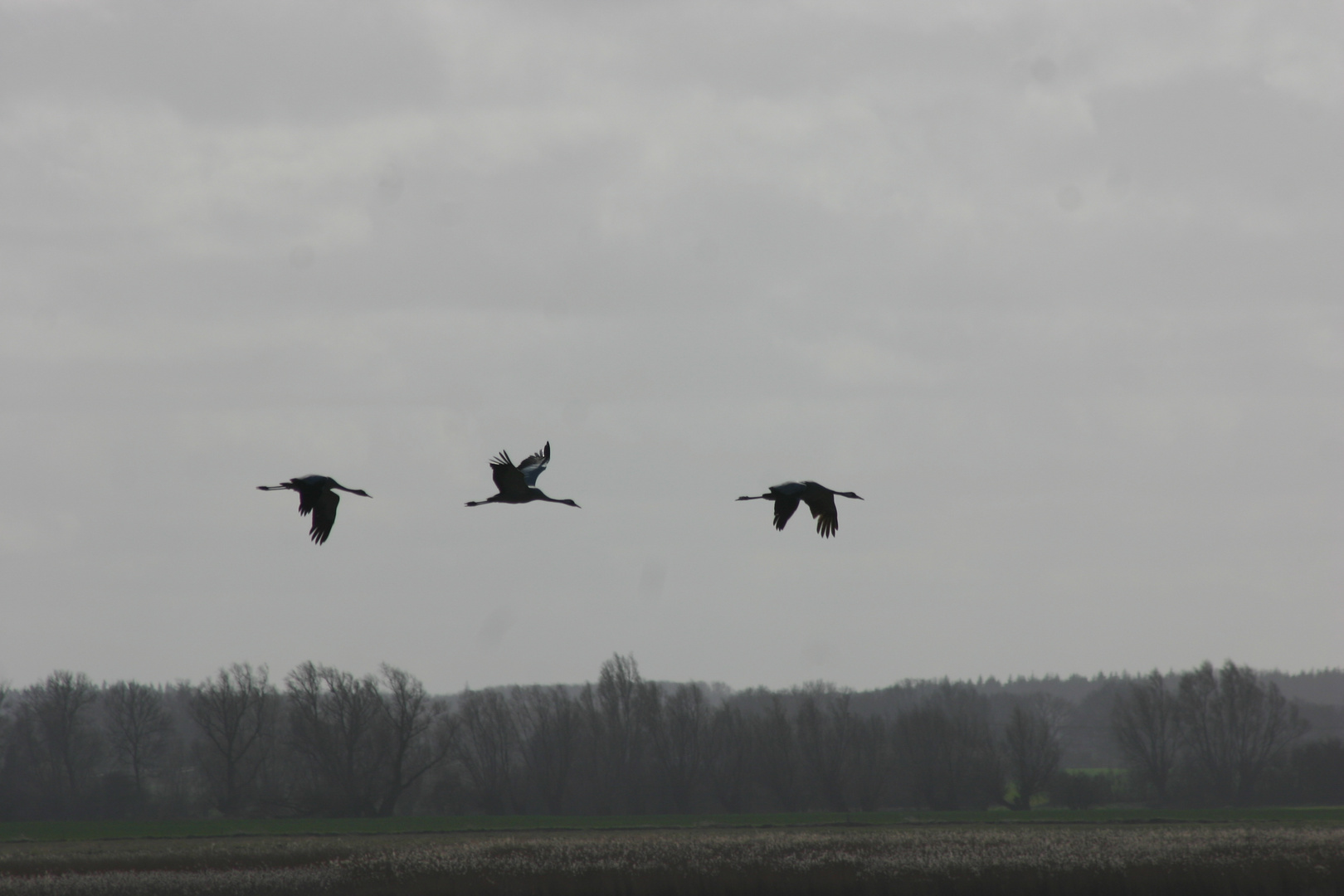 Kraniche im Anflug