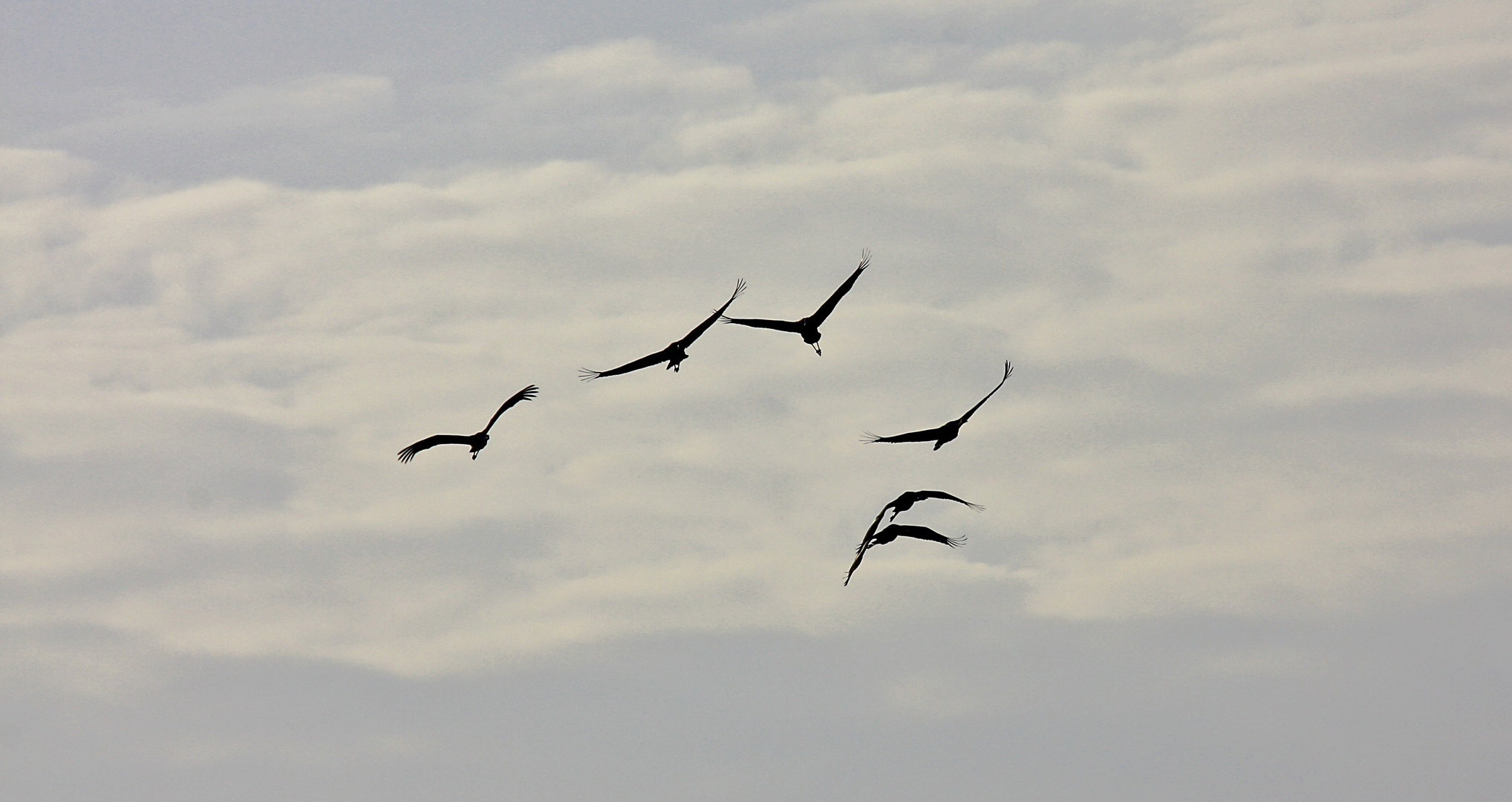 Kraniche im Anflug