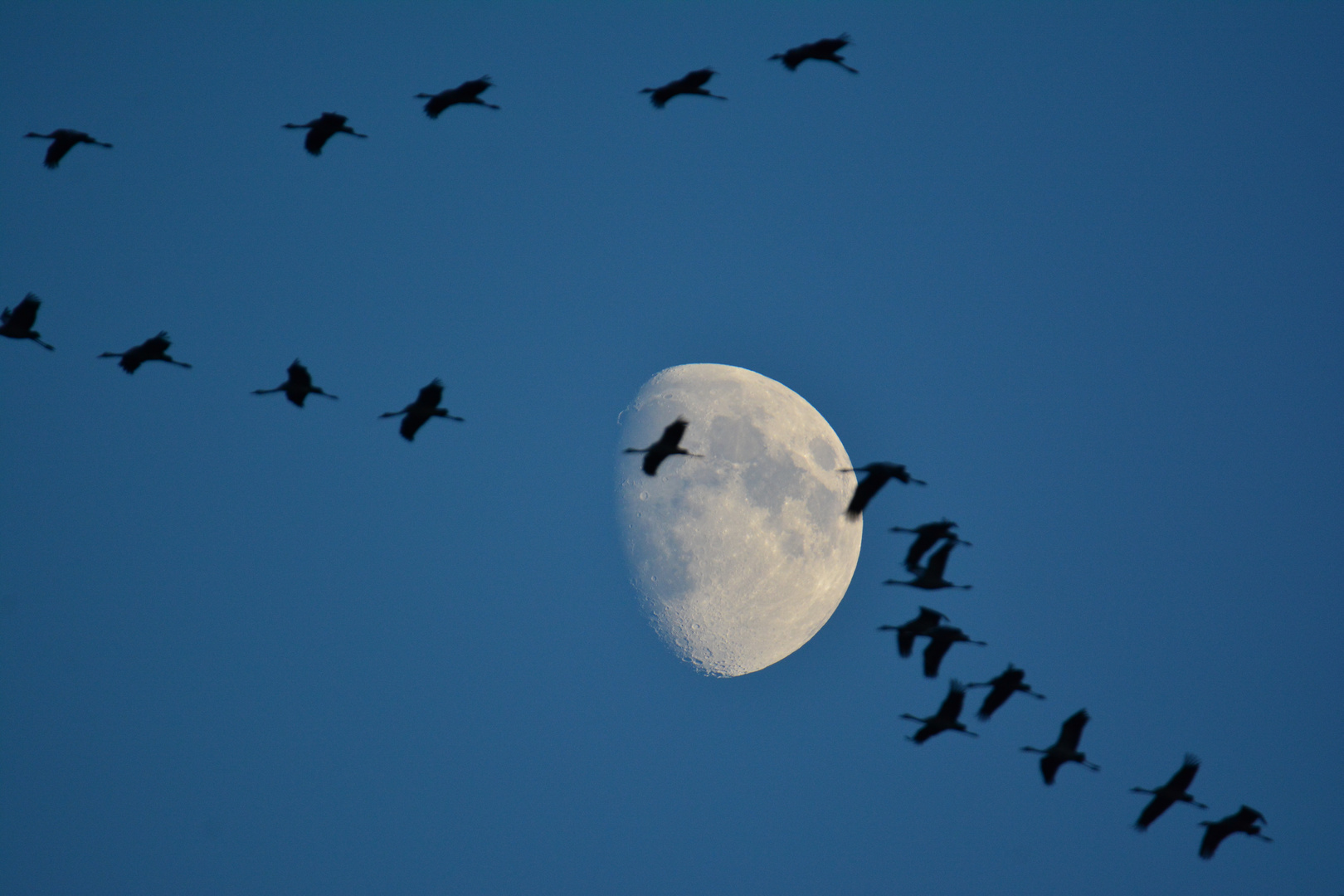 Kraniche im Anflug auf ihren Nachtschlafplatz - Oppenweher Moor - 14.11.14