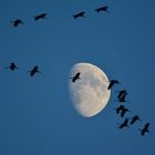 Kraniche im Anflug auf ihren Nachtschlafplatz - Oppenweher Moor - 14.11.14