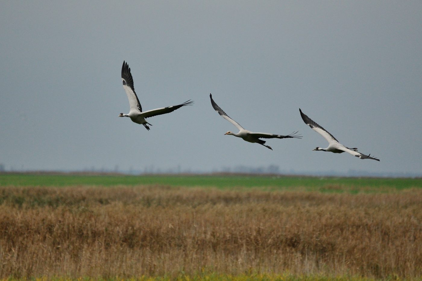 Kraniche im Anflug