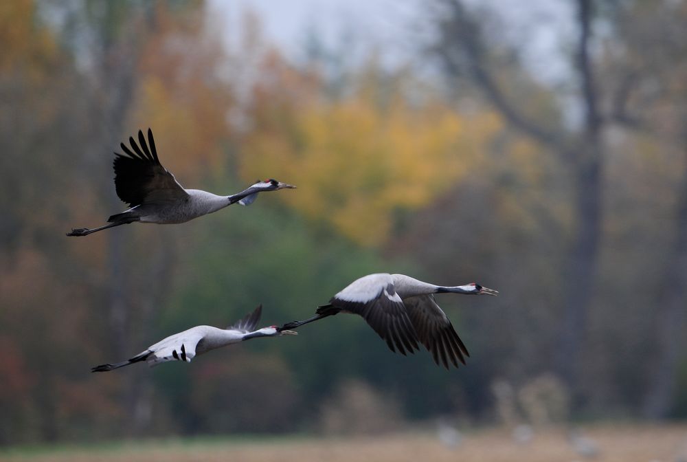 Kraniche im Anflug