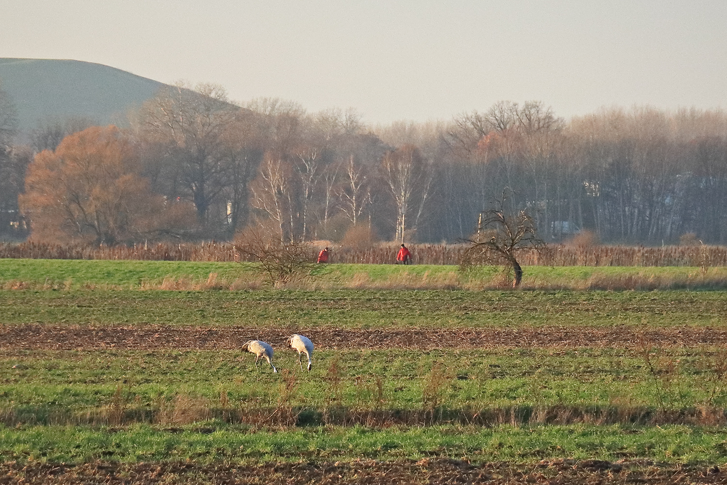 Kraniche im Dezember