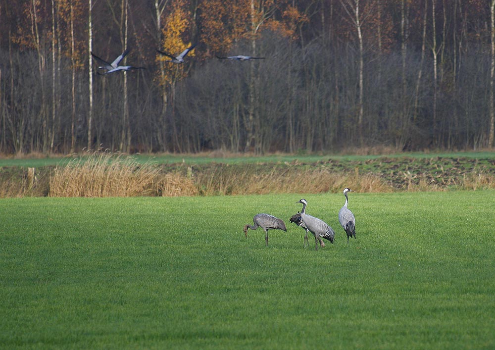 Kraniche im Diepholzer Moor II