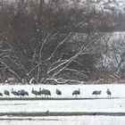 Kraniche im Ebrachgrund