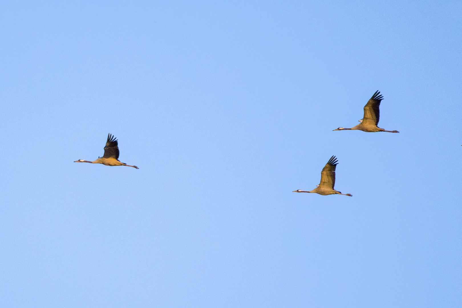 Kraniche im Flug