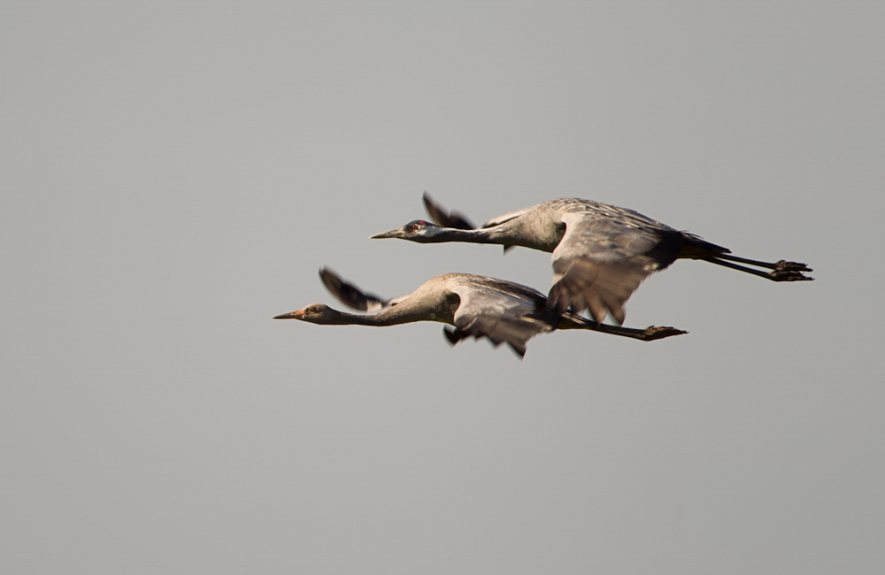 Kraniche im Flug