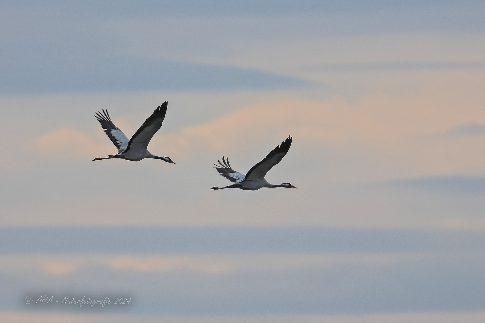 Kraniche im Flug