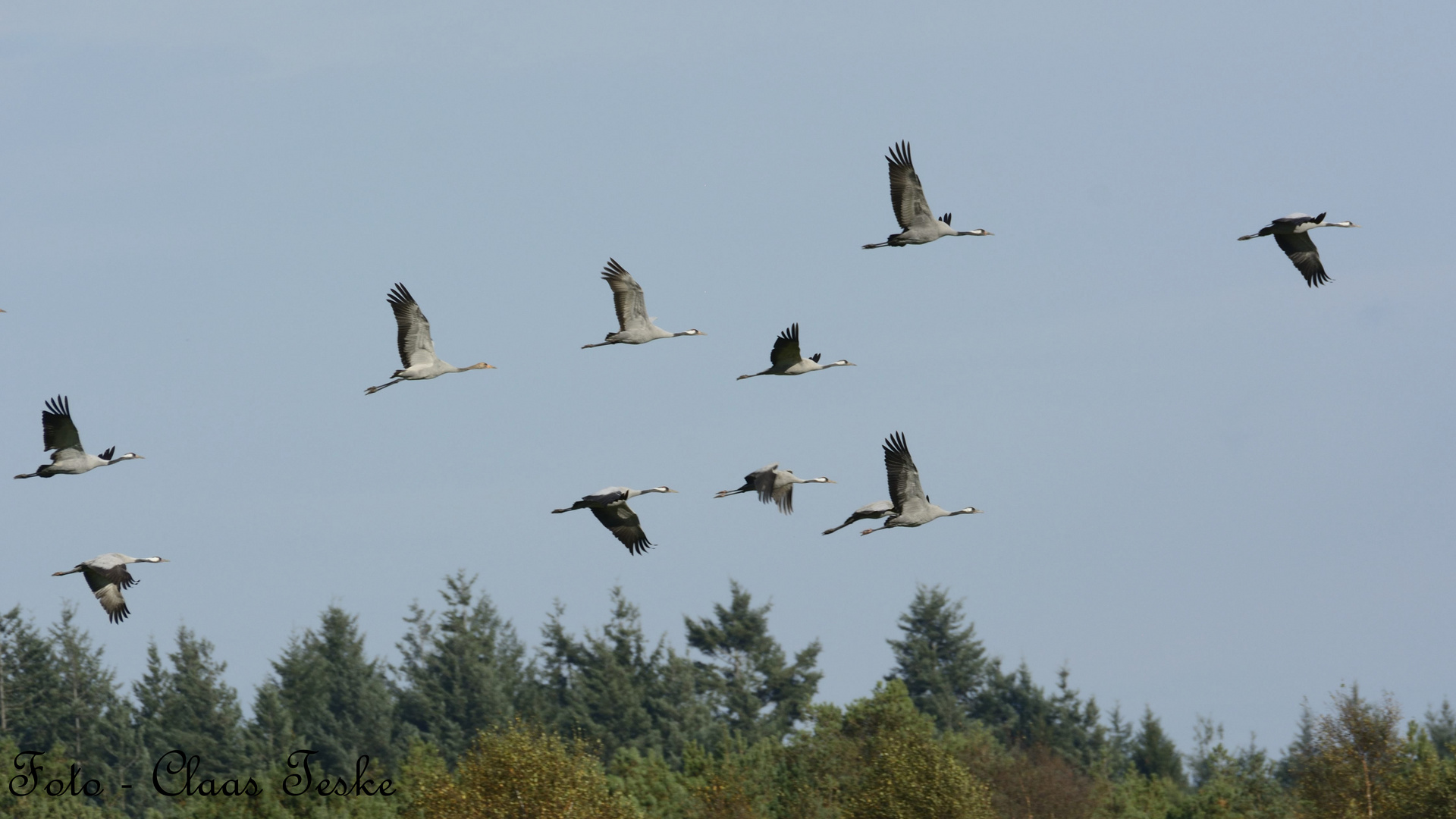 Kraniche im Flug