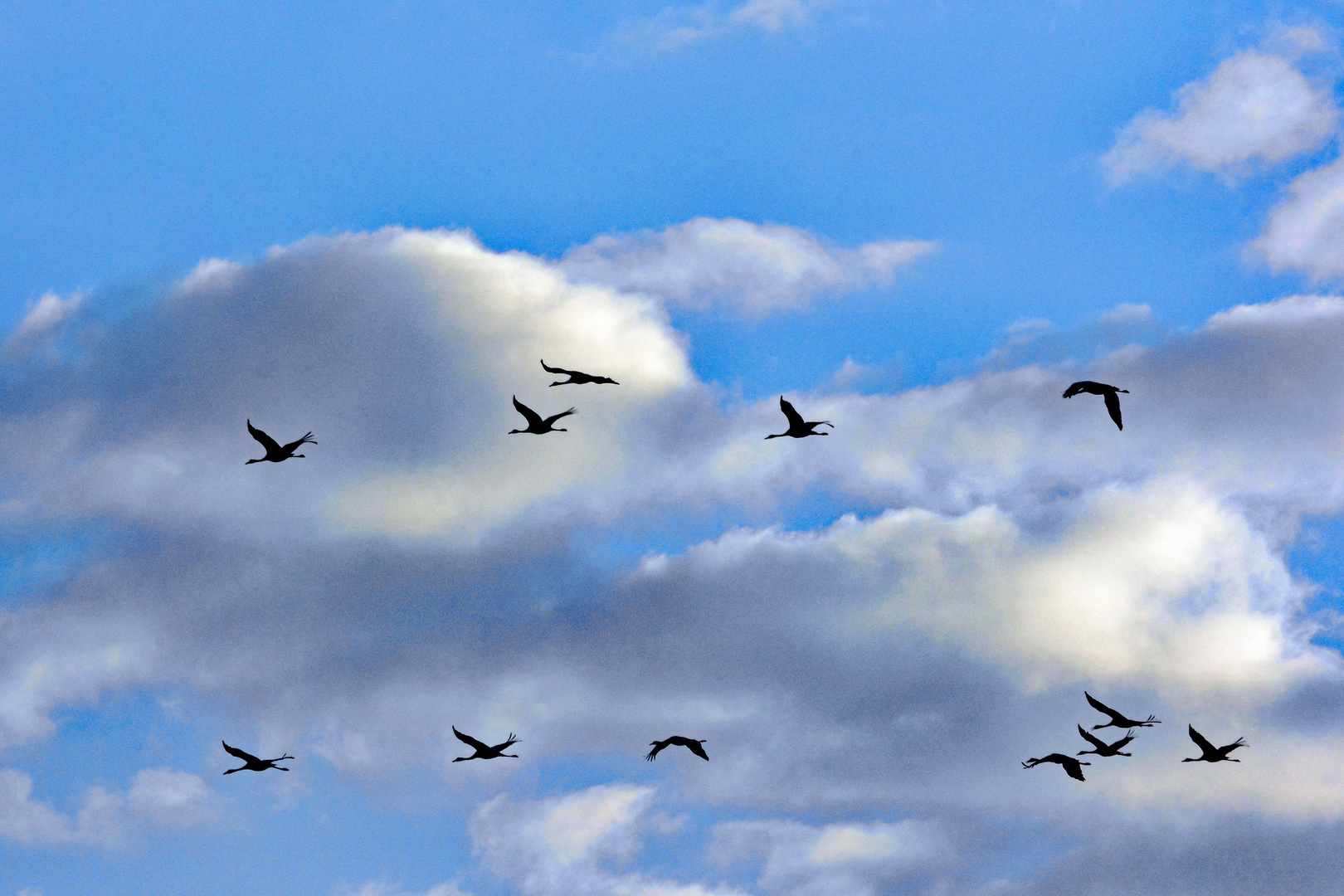 Kraniche im Flug