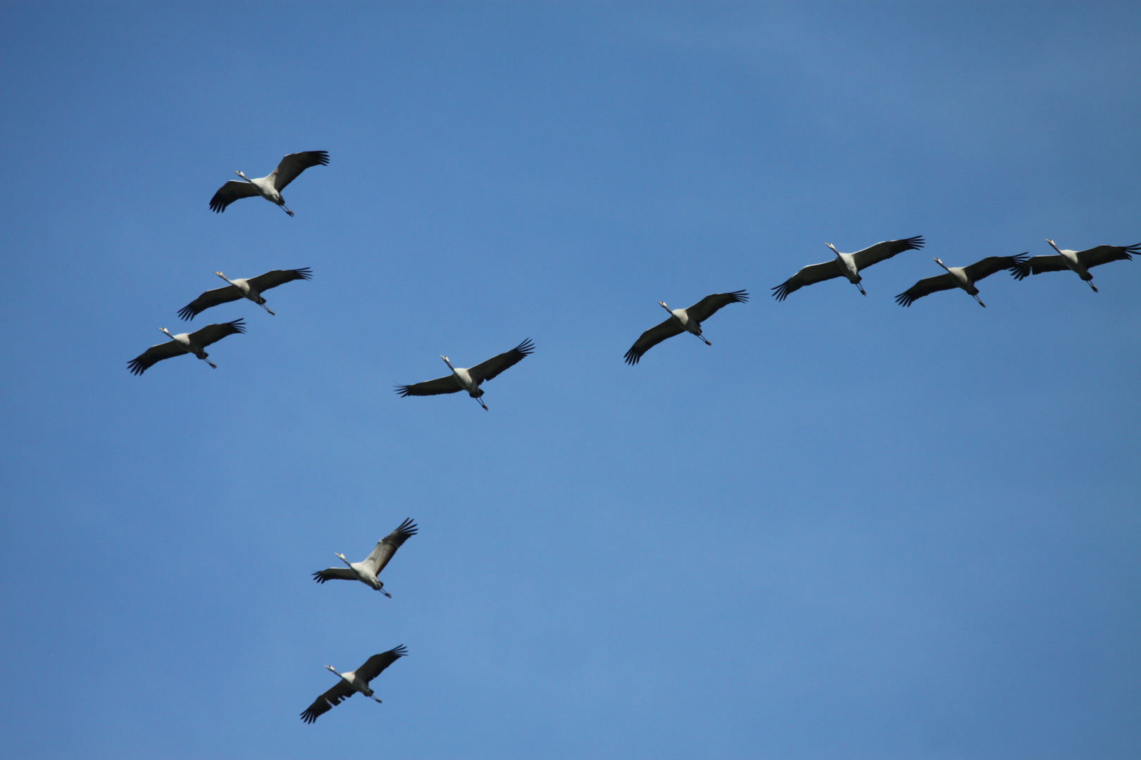 Kraniche im Flug