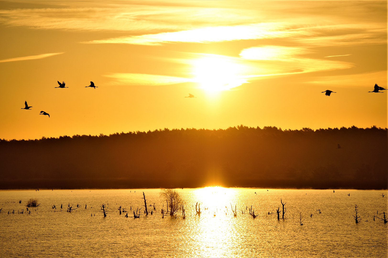 Kraniche im Flug