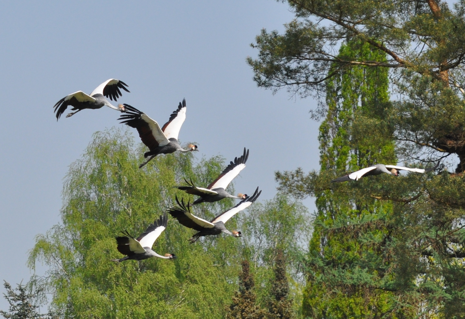 Kraniche im Flug