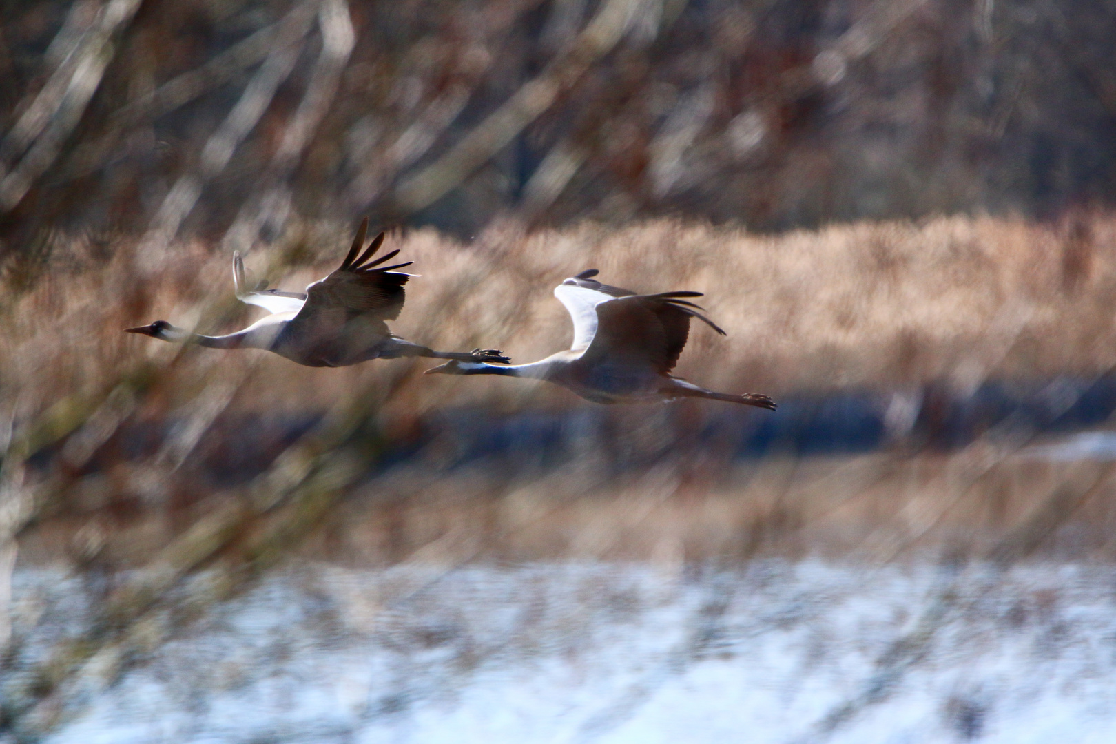 Kraniche im Flug