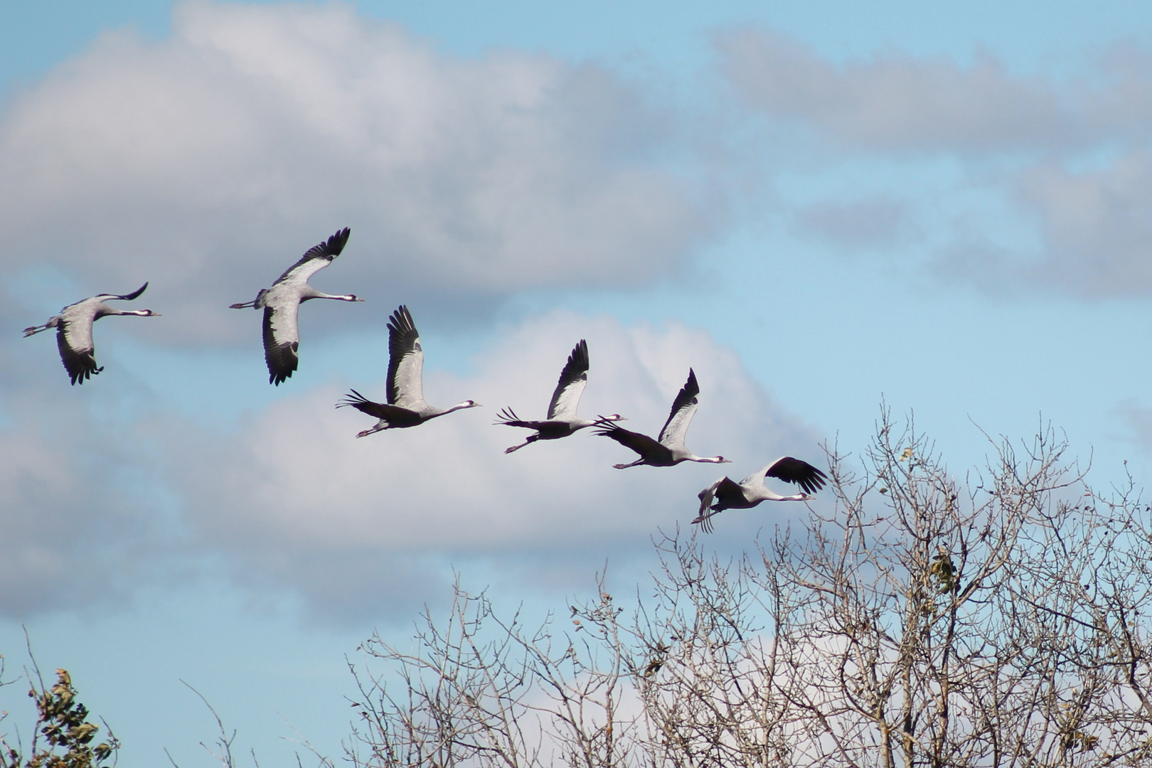 Kraniche im Flug