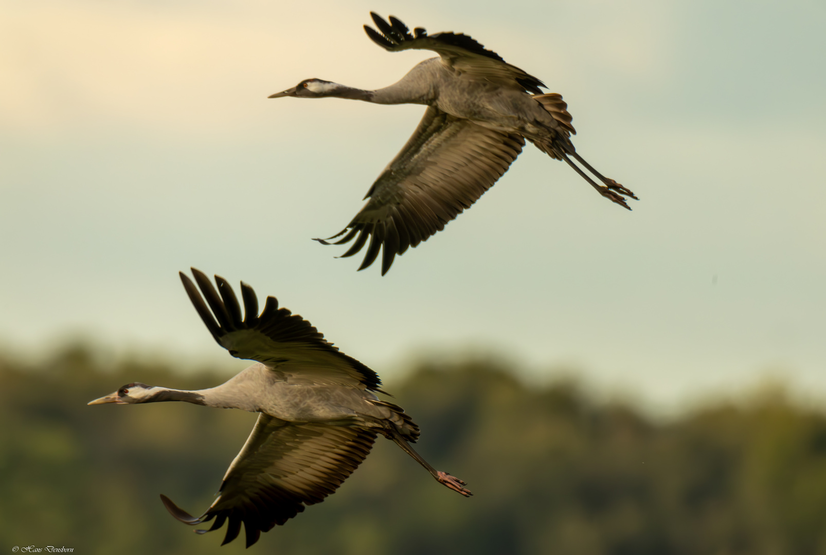 Kraniche im Flug auf die Felder,