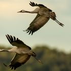 Kraniche im Flug auf die Felder,