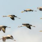 Kraniche im Flug auf die Felder,