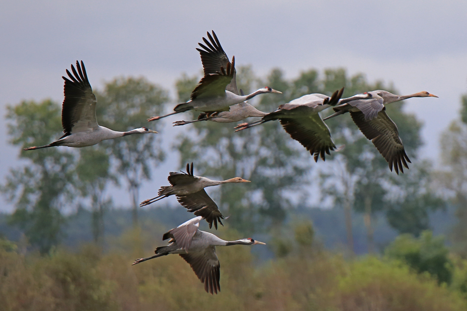 Kraniche im Flug