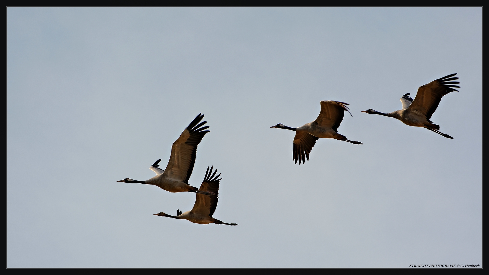 Kraniche im Flug