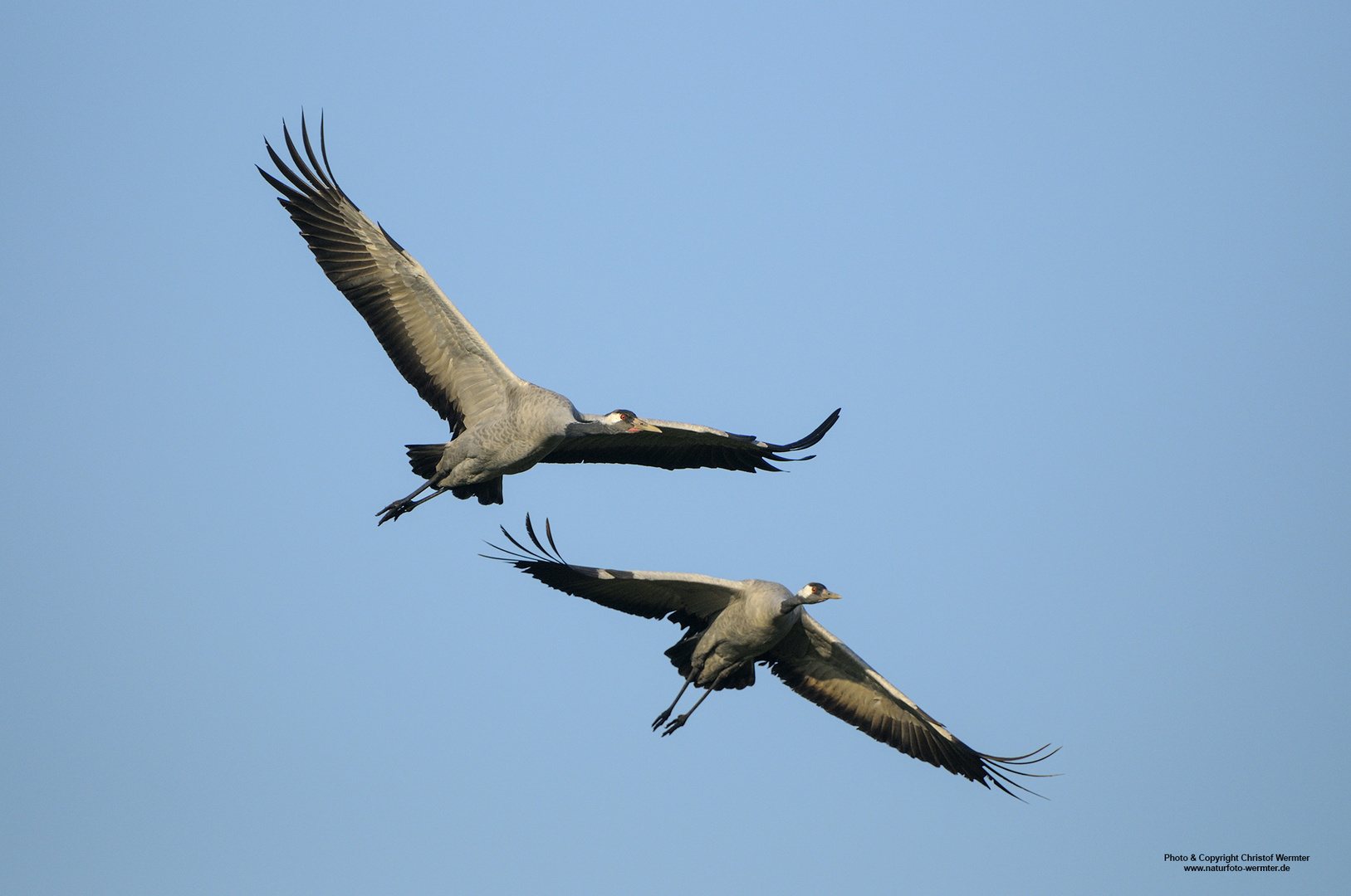 Kraniche im Flug