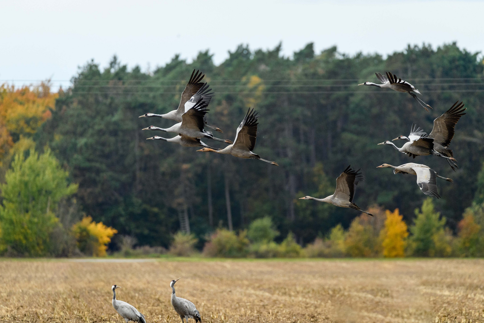 Kraniche im Flug