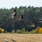 Kraniche im Flug