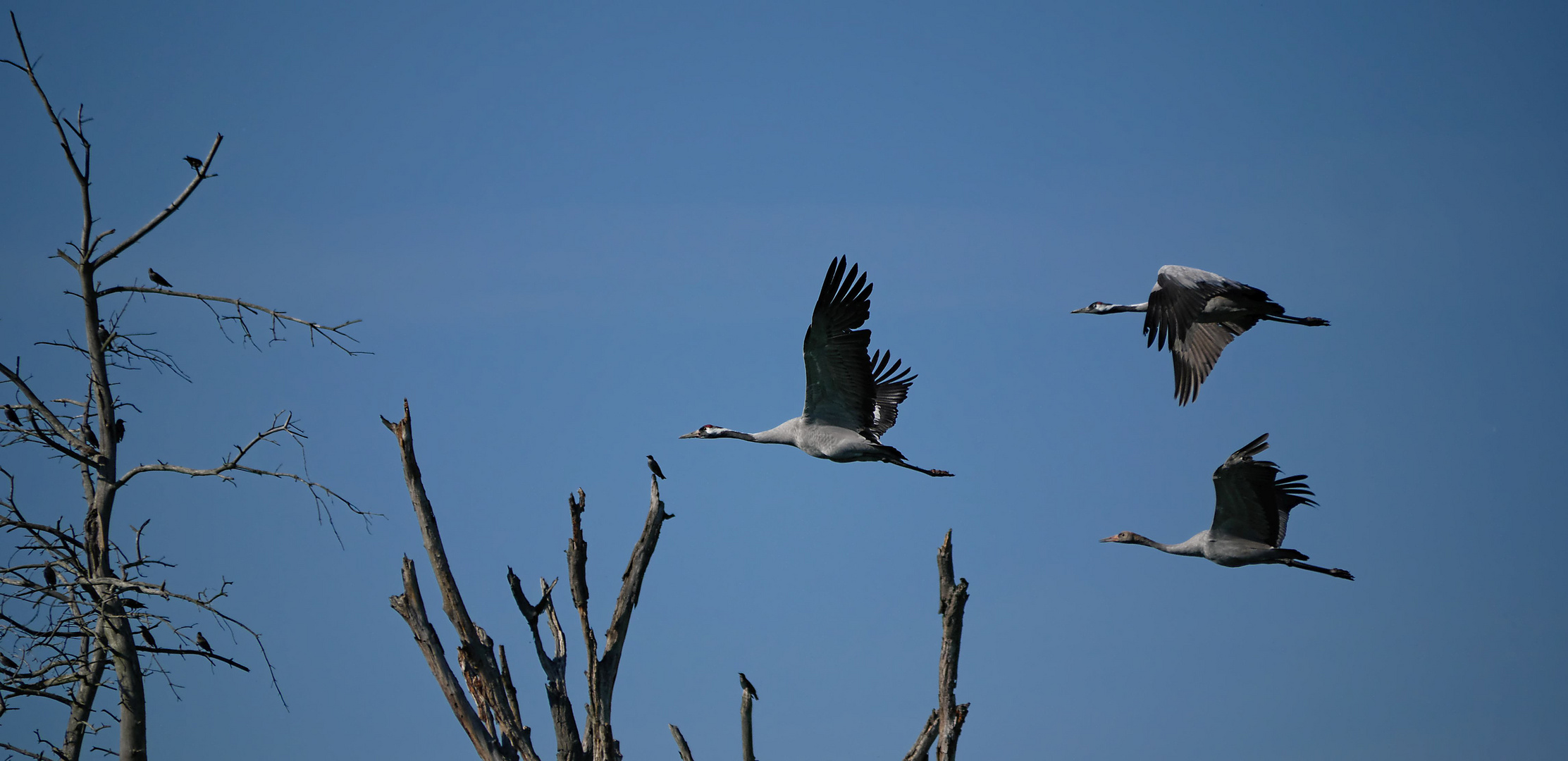 Kraniche im Flug mal anders ...