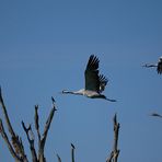 Kraniche im Flug mal anders ...