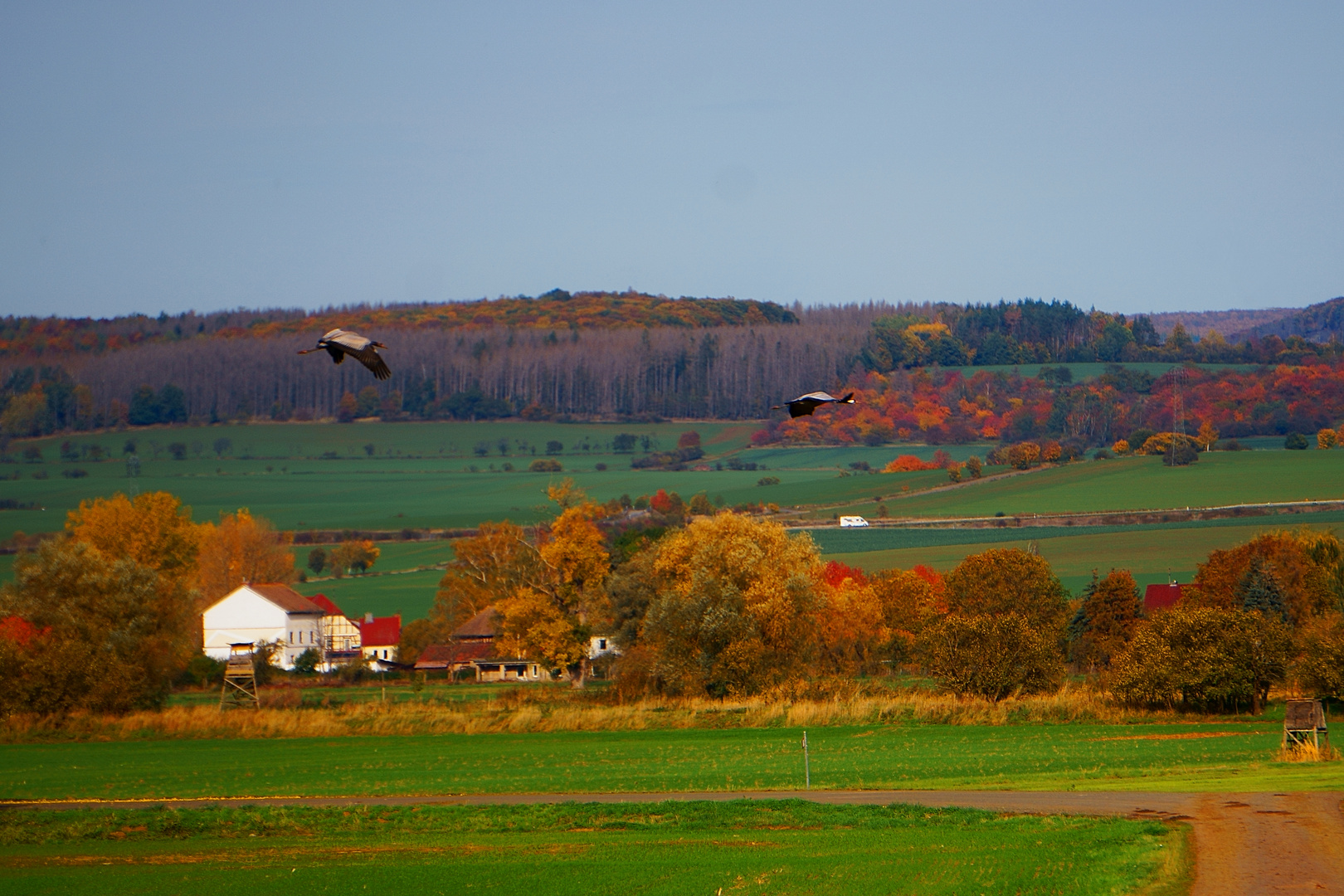 Kraniche im Flug nahe Berga Kelbra