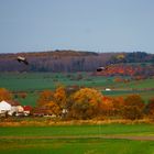 Kraniche im Flug nahe Berga Kelbra