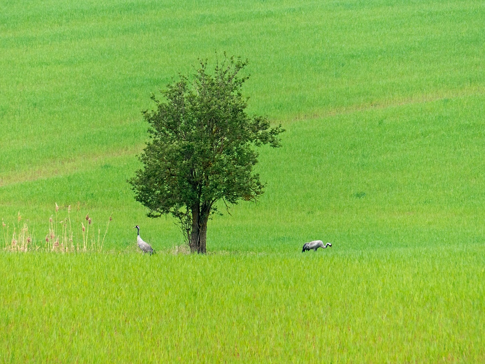 Kraniche im Grünen