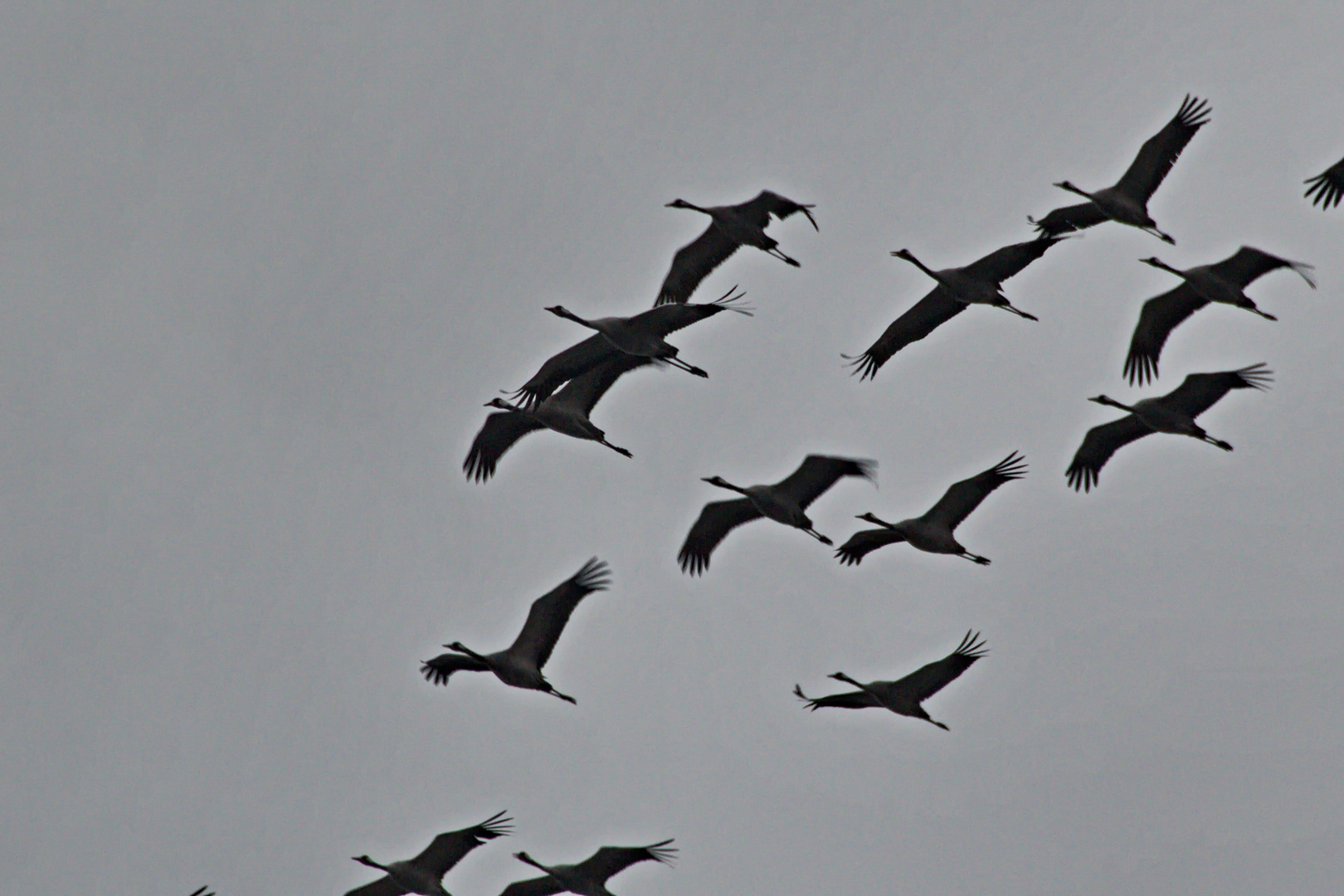 Kraniche im Landeanflug