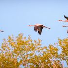 Kraniche im Landeanflug