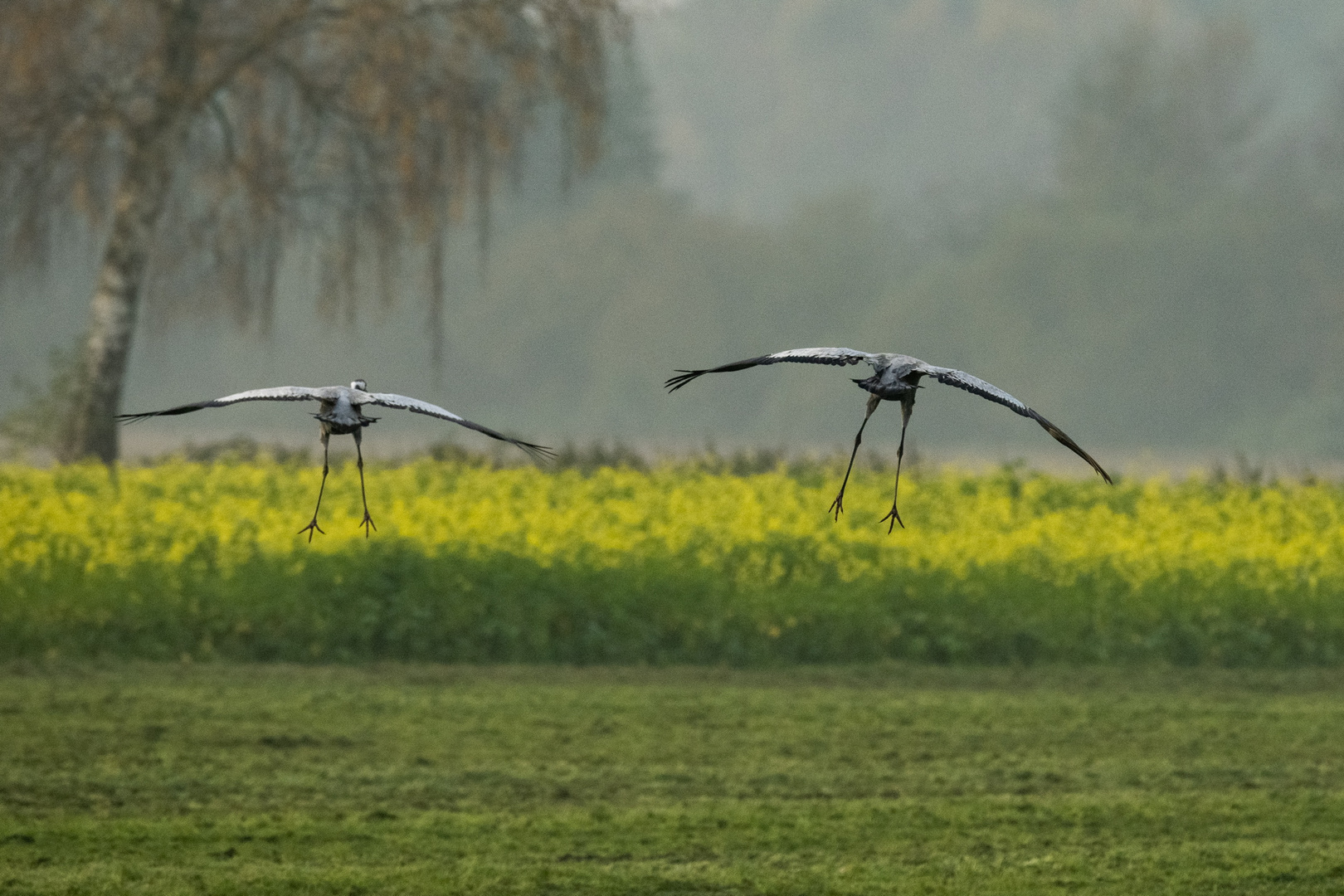 Kraniche im Landeanflug