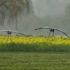 Kraniche im Landeanflug