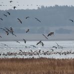 Kraniche im Landeanflug 