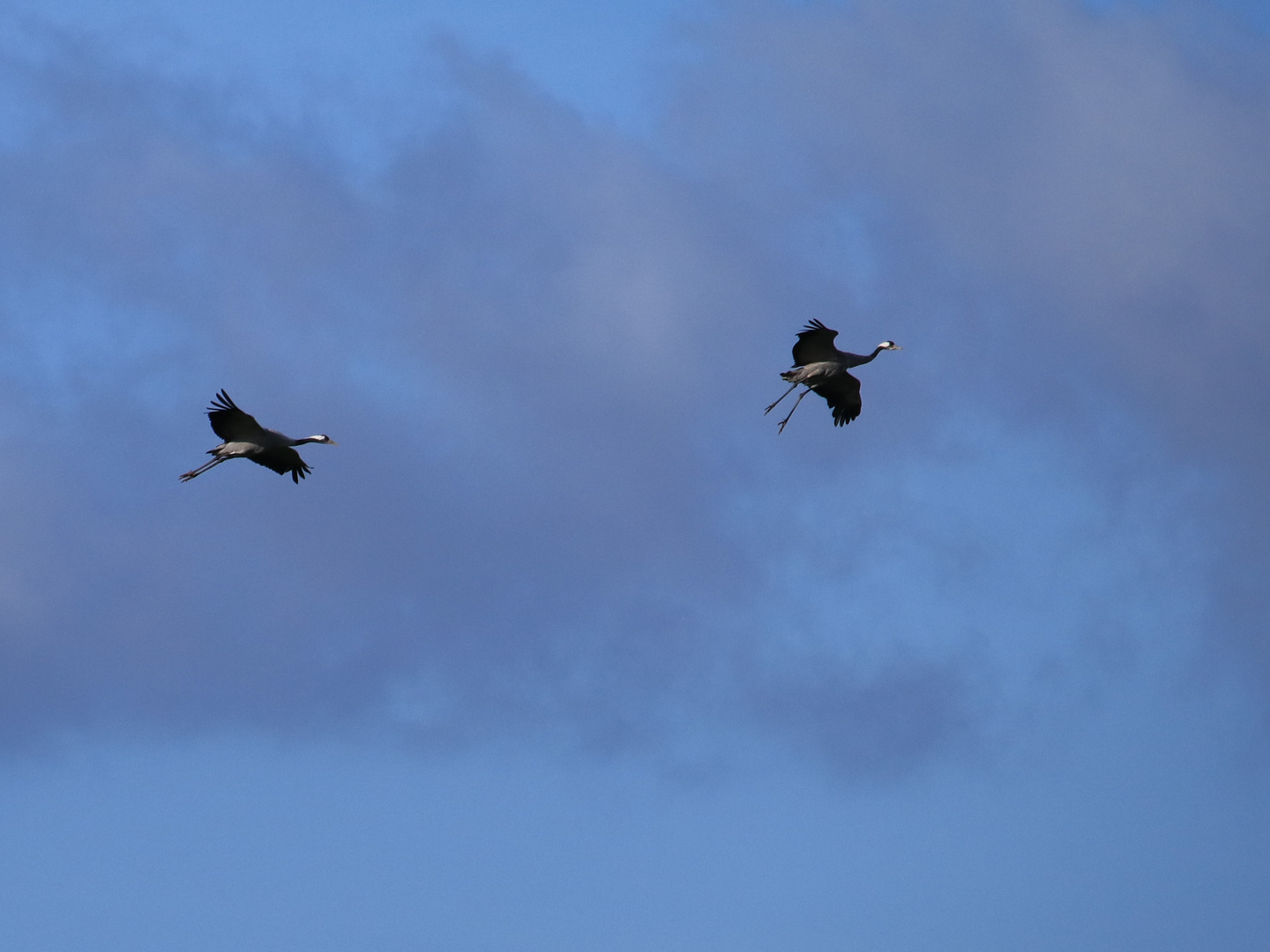 Kraniche im Landeanflug