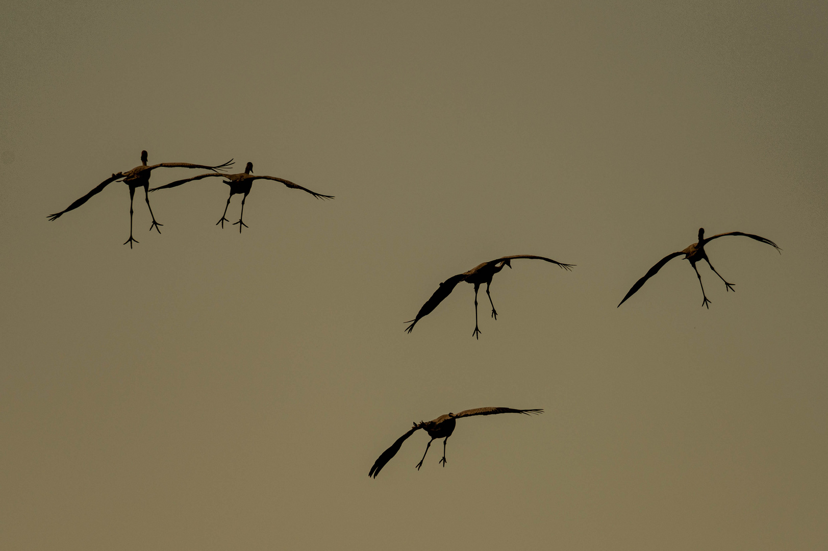 Kraniche im Landeanflug/ Darßer Bodden 2021