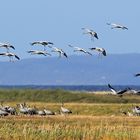 Kraniche im Landeanflug