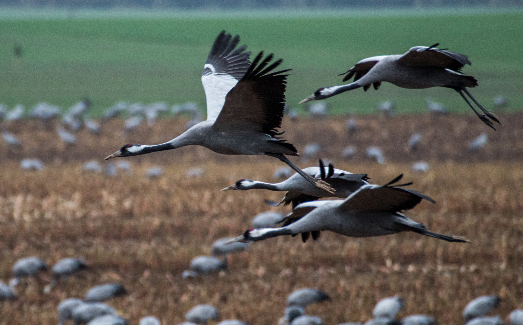 Kraniche im Landeanflug