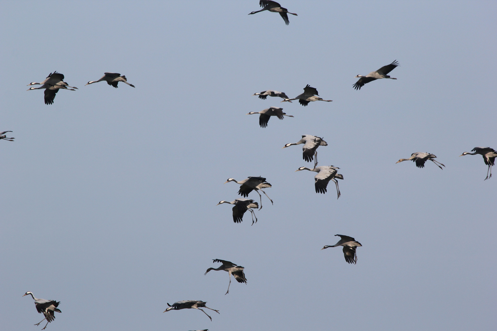 Kraniche im Landeanflug II