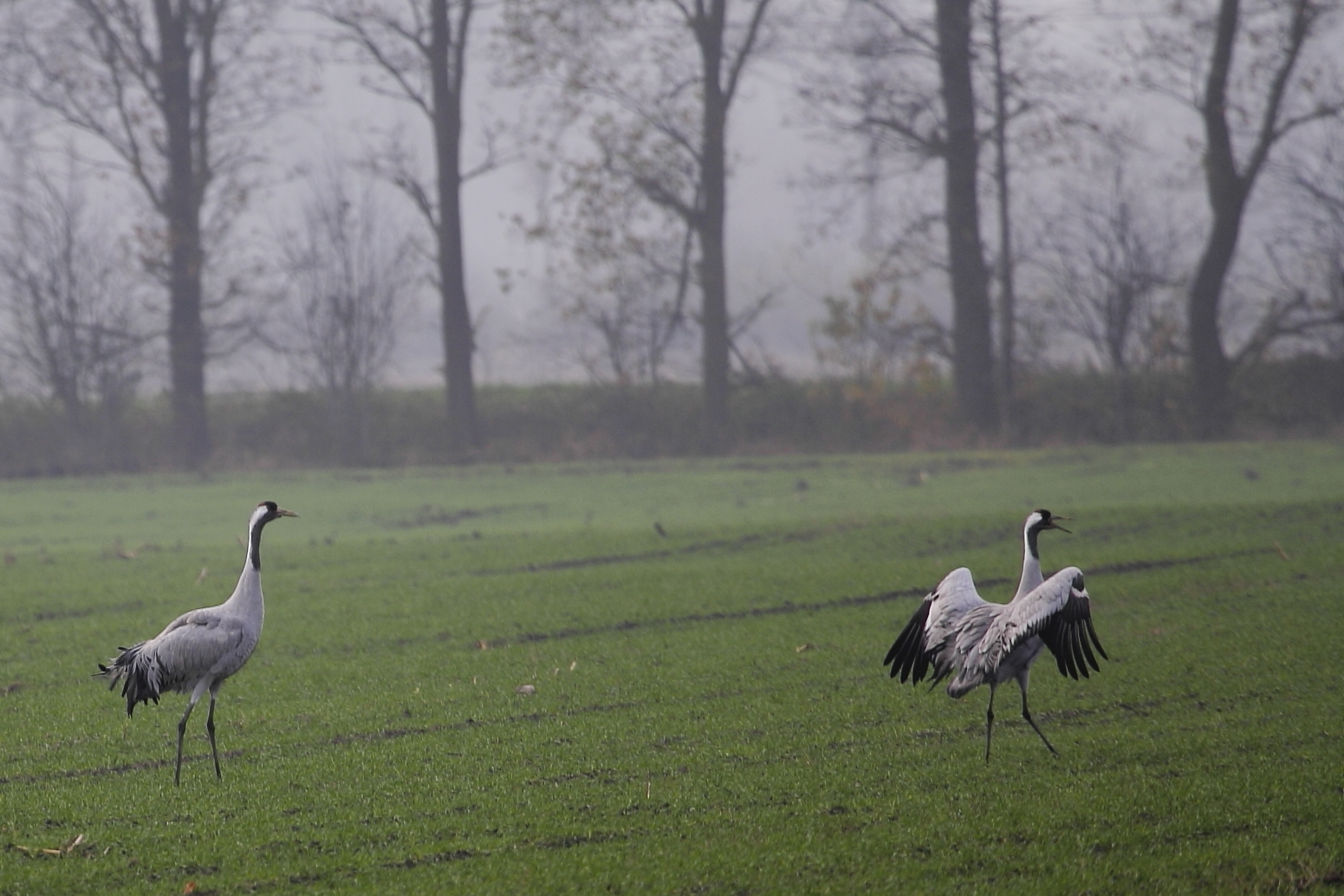 Kraniche im leichten Nebel