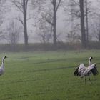 Kraniche im leichten Nebel