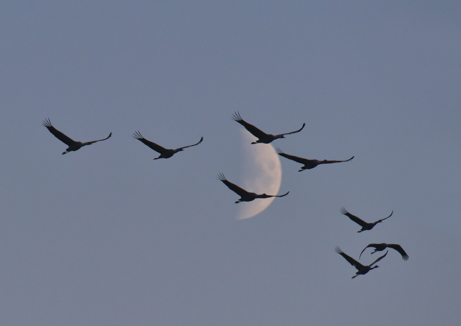 Kraniche im Mond