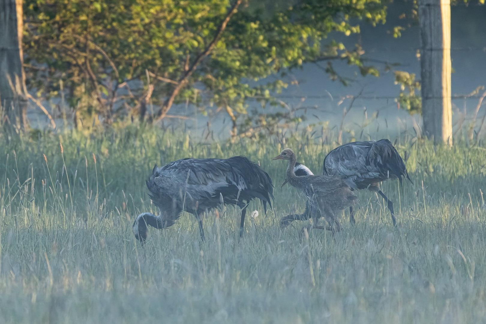 Kraniche im Morgengrauen