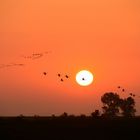 Kraniche im Morgenlicht in den Karrendorfer Wiesen bei Greifswald