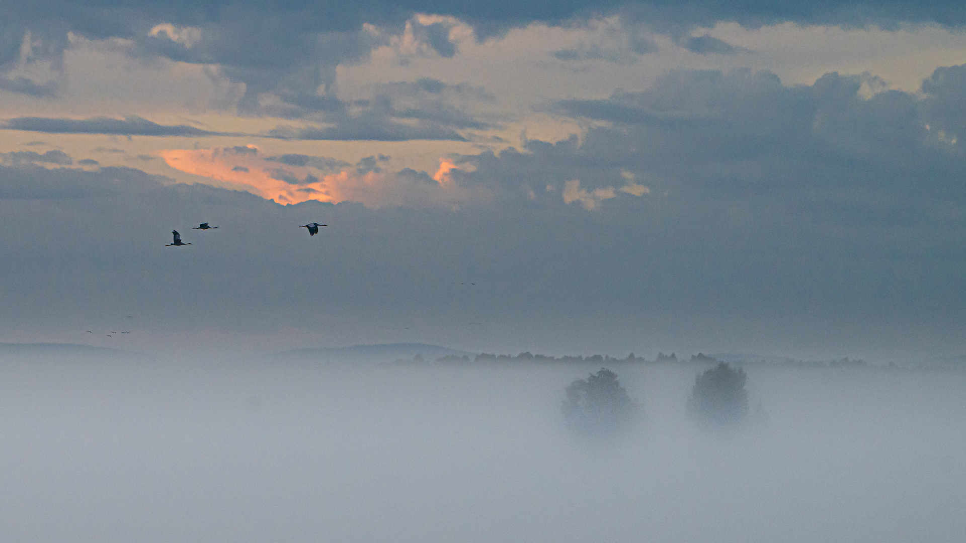 Kraniche im Morgennebel